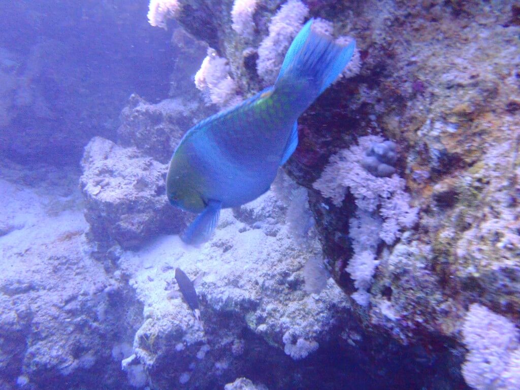 ダハブ　ブルーホール　魚