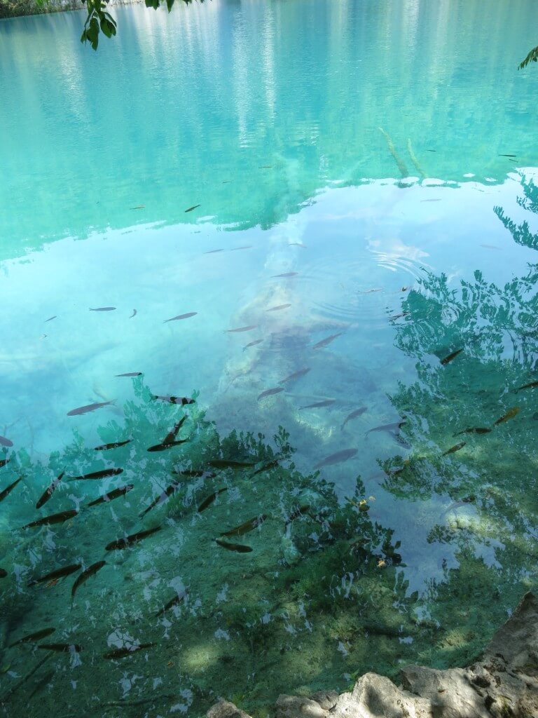 プリトヴィツェ湖群国立公園　自然保護区　魚もいっぱい