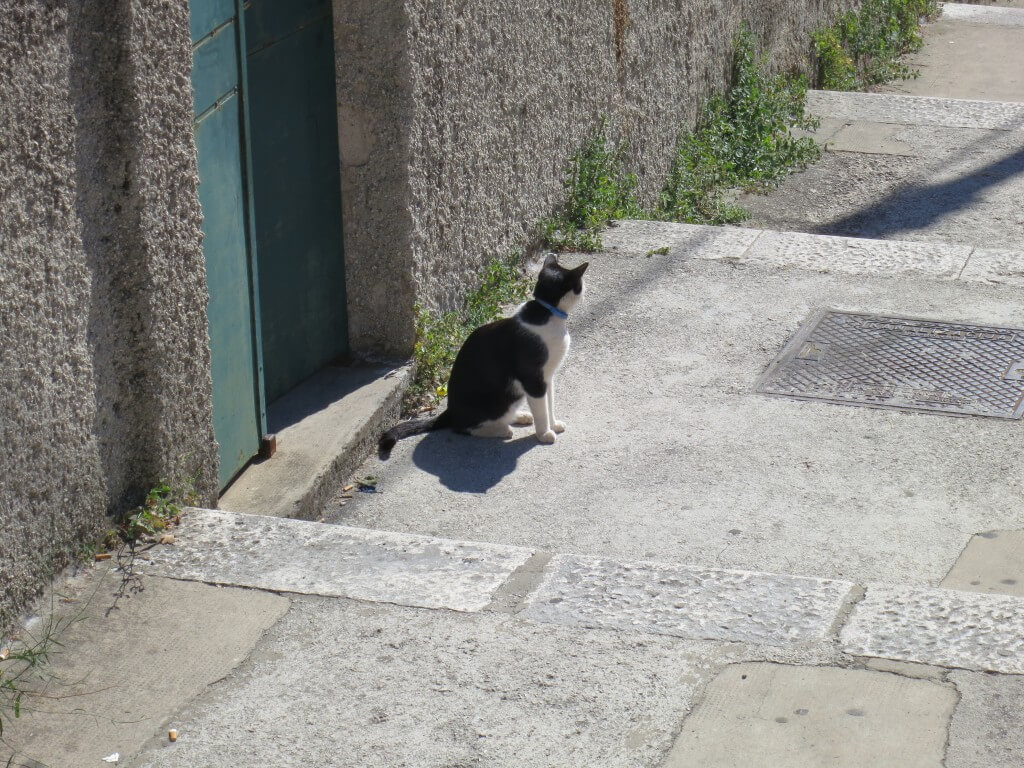 ドブロブニクの街には「黒猫＝ジジ」が多い　クロアチア