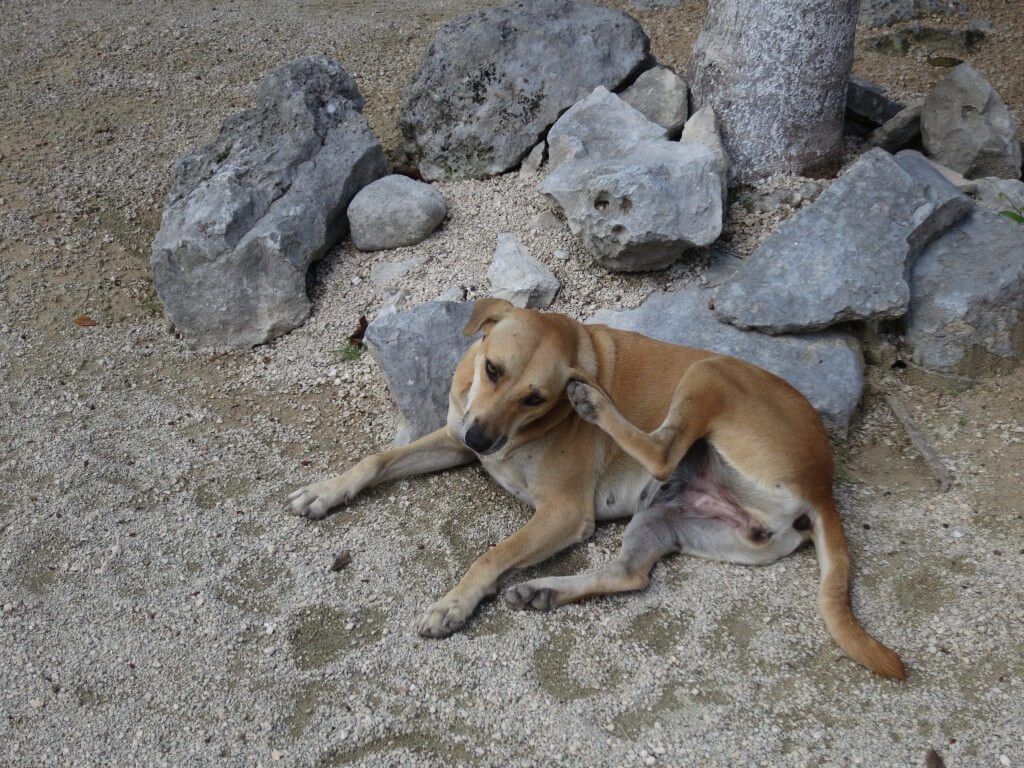 セノーテ　Kukulkan（ククルカン）　犬　メキシコ