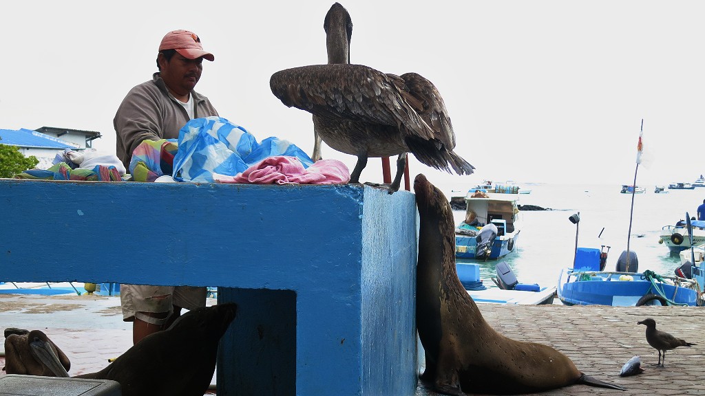 プエルトアヨラの魚市場ではマグロが格安！？ガラパゴス諸島の動物たちも必見です