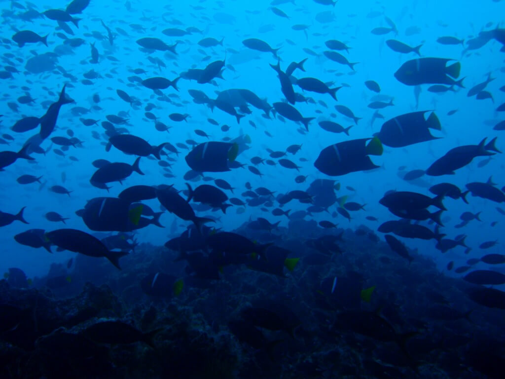 ウミガメ　ゴードンロック　ハンマーヘッドシャーク　ガラパゴスザメ　サンタ・クルス島　ガラパゴス諸島