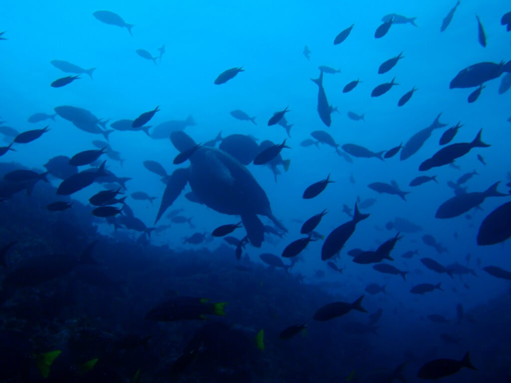 ウミガメ　ゴードンロック　ハンマーヘッドシャーク　ガラパゴスザメ　サンタ・クルス島　ガラパゴス諸島