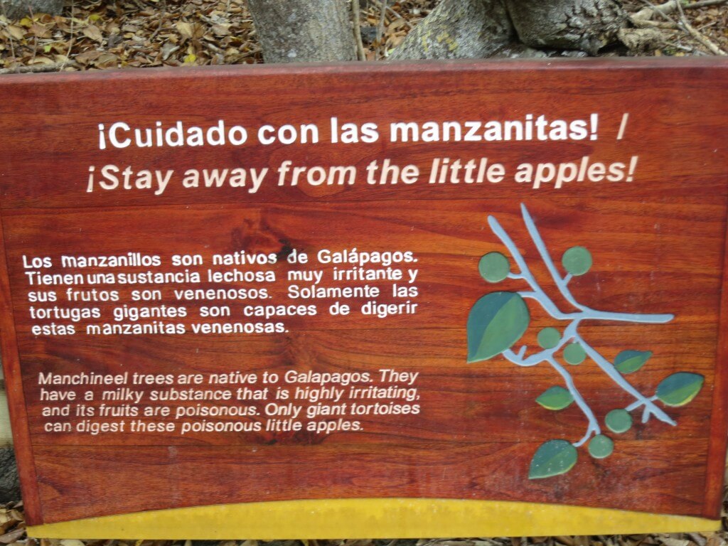 フラミンゴだけではないぞ！！自然の毒りんごまであるのがガラパゴス諸島のイサベラ島！あれ？白雪姫！？