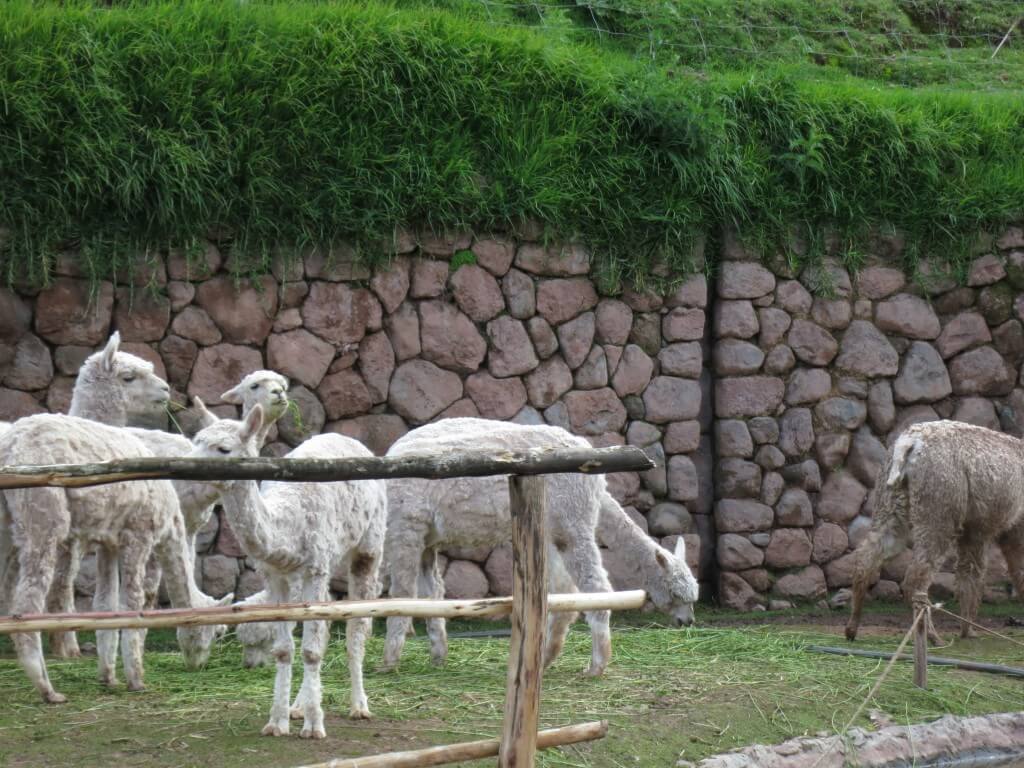 アルパカ牧場　アルパカ　リャマ　クスコ　ペルー