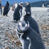 ビーグル水道ツアーでペンギン島へ！ウシュアイアの観光で必ず行きたい内容を紹介するよ