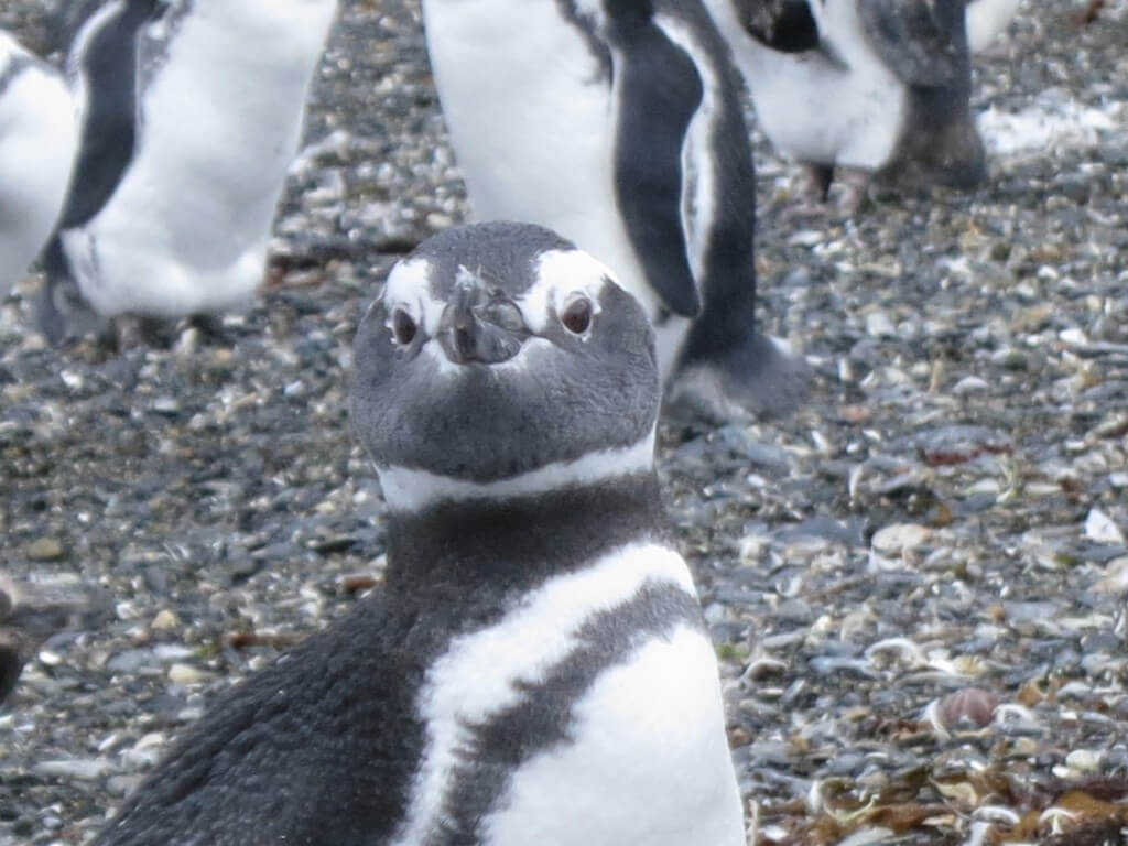 ビーグル水道ツアーのペンギンちゃん達に癒されてね！マゼランペンギン！！