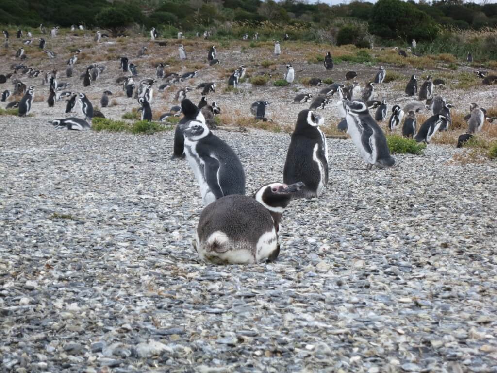 マゼランペンギン　ペンギン島　PIRA TOUR　ビーグル水道ツアー　ペンギン　ウシュアイア　パタゴニア