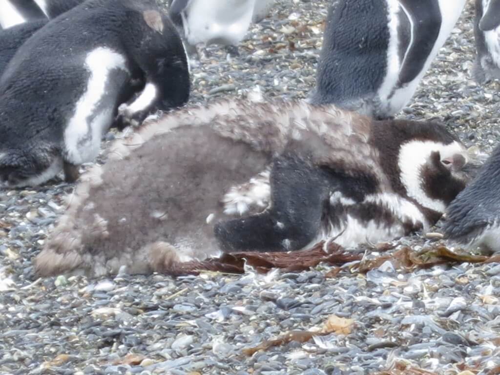 ペンギン島では生誕の赤ちゃんペンギンから死までを直面！パプアペンギンも！