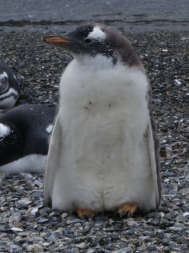 赤ちゃんペンギン　マゼランペンギン　ペンギン島ツアー　PIRA TOUR　ビーグル水道ツアー　ペンギン　ウシュアイア　パタゴニア