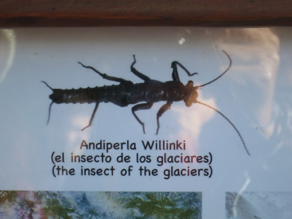 氷河の上に唯一生息する虫　ロス・グラシアレス公園　ペリト・モレノ氷河　パタゴニア