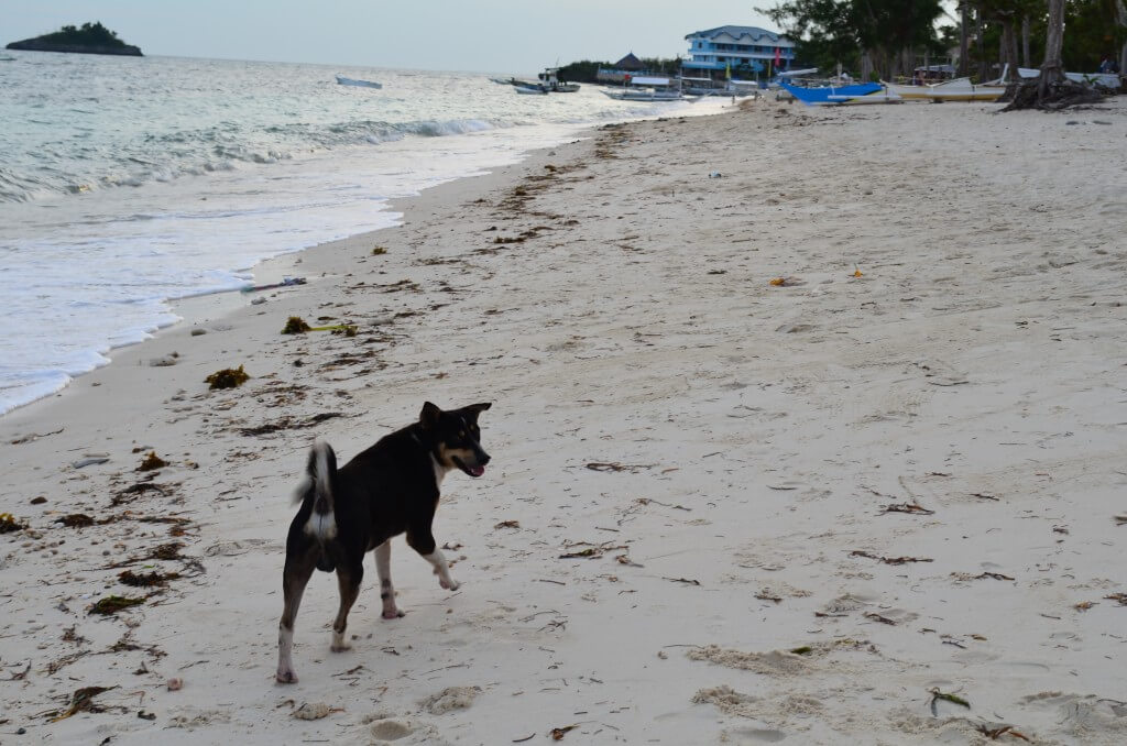 セブ島ではそこらじゅうにいるのら犬もマラパスア島の浜辺では立派な観光ガイド