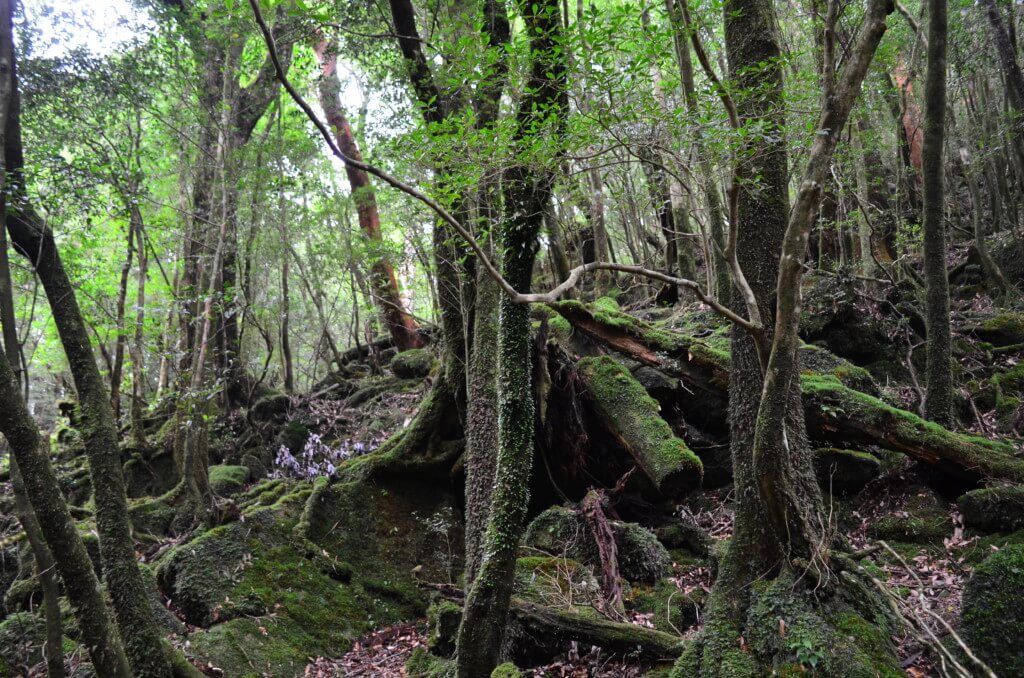 白谷雲水峡・太鼓岩コースは大自然！緑の苔（こけ）と木々が作り出す神秘の世界！