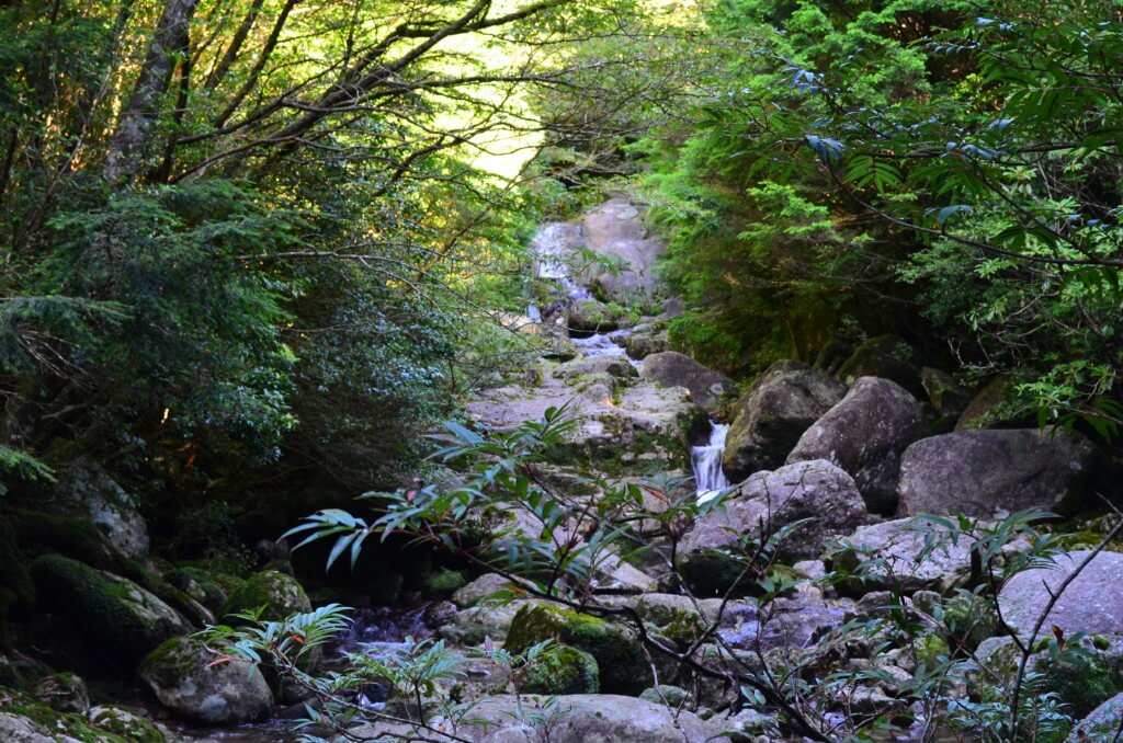 屋久島の縄文杉トレッキングはトロッコ道が終わると本格的な登山道