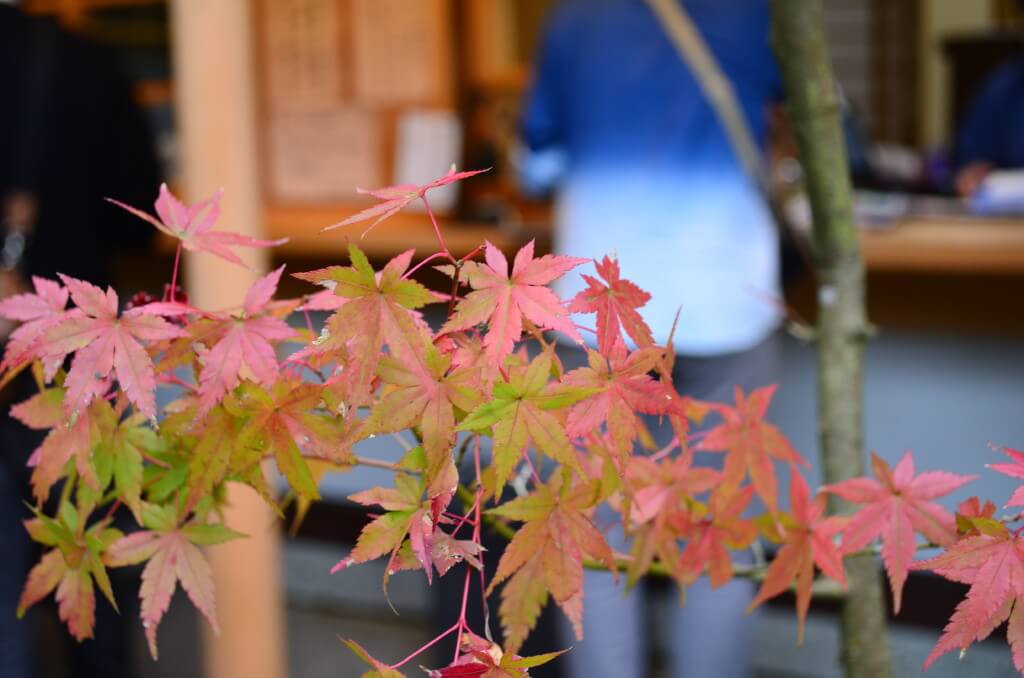 鎌倉観光で報国寺はデートスポットで有名！竹林デートはいかが？