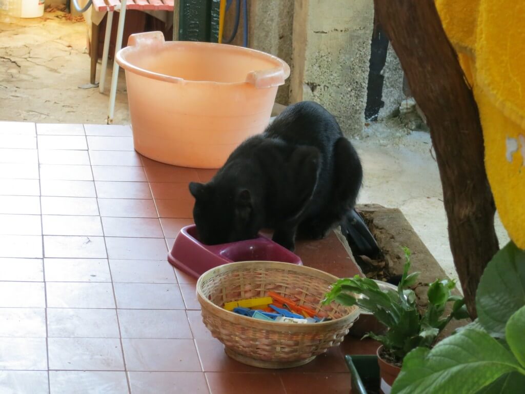 ドブロブニク　黒猫　ジジ　魔女の宅急便　クロアチア